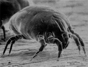 The dust mite in action